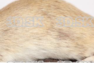 Mouse-Mus musculus 0048